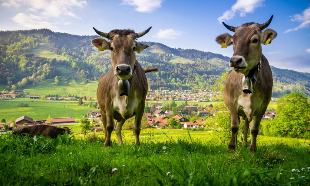 Kühe, lizensiert bei Adobe Stock