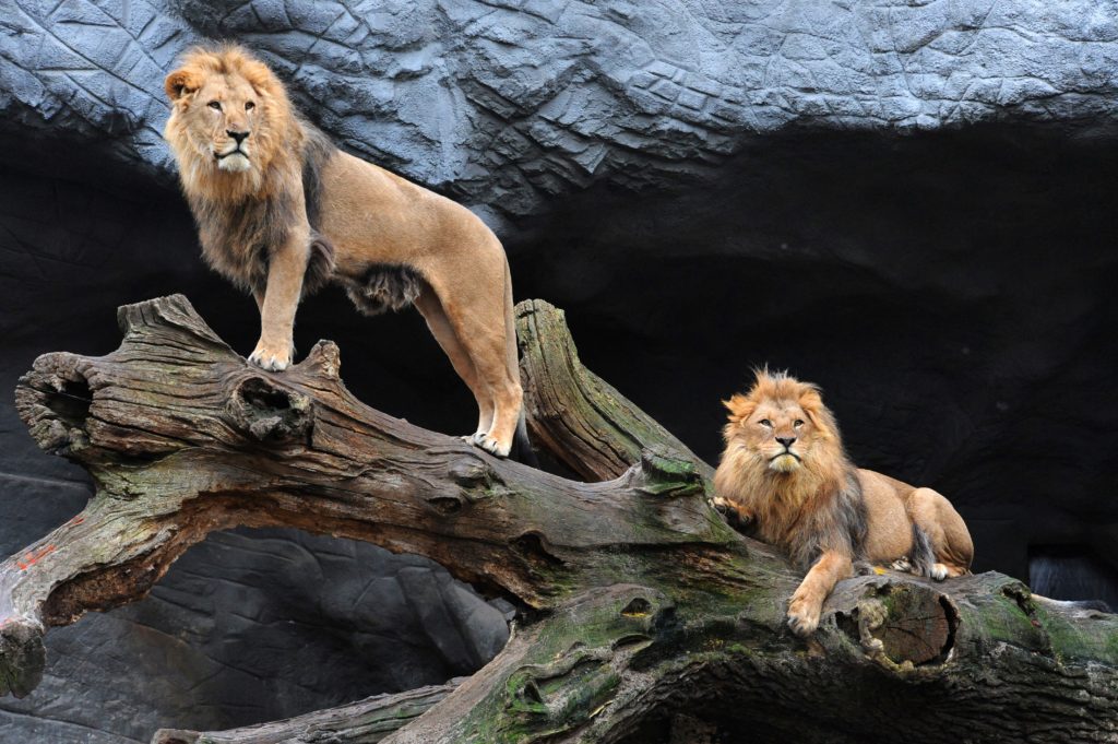 Löwen Hagenbeck, lizensiert bei Adobe Stock