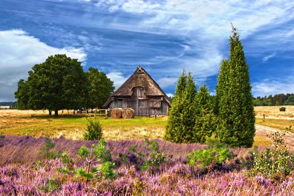 Heideblüte, lizensiert bei Adobe Stock