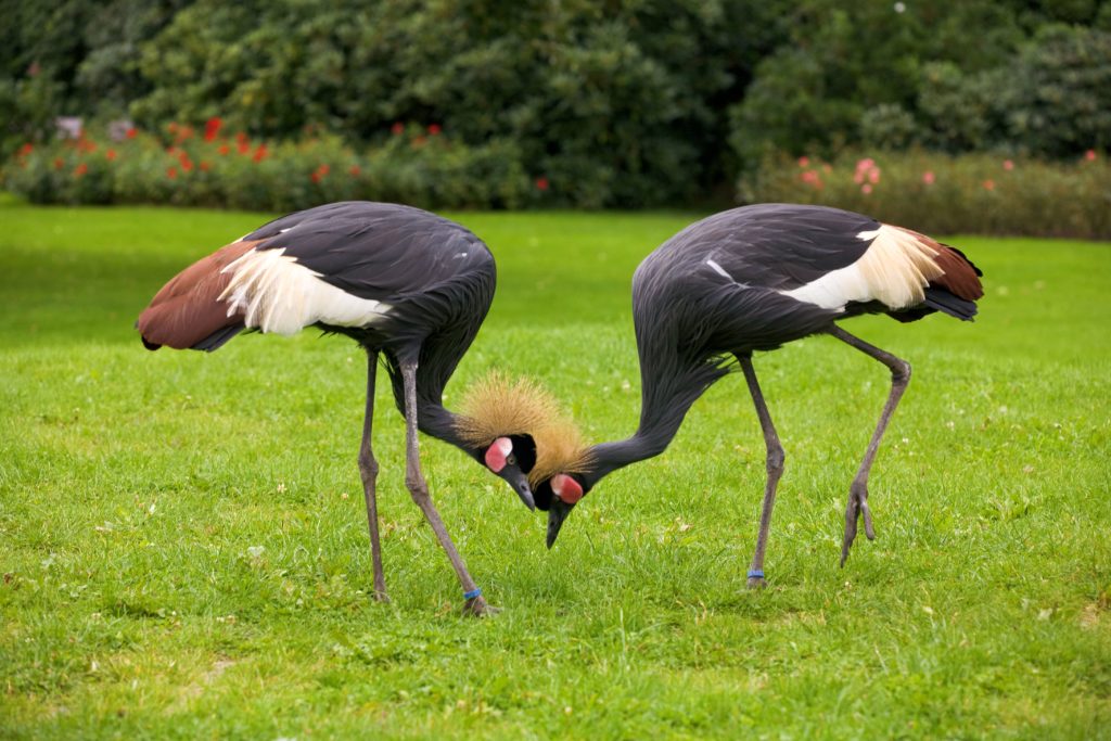 Vogelpark Walsrode, Kraniche, lizensiert bei Adobe Stock