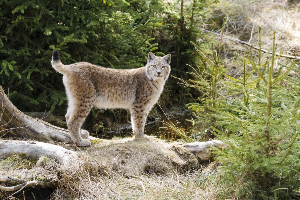Spessart Luchs, lizensiert bei Adobe Stock