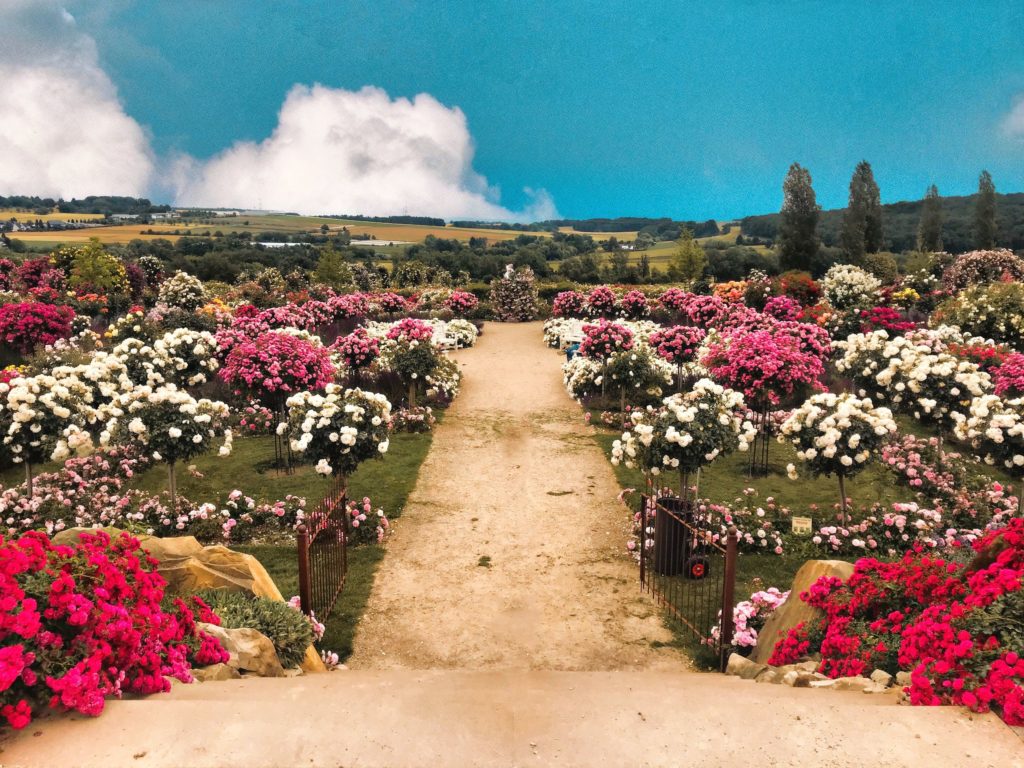 Rosendorf Steinfurth, lizensiert bei Adobe Stock