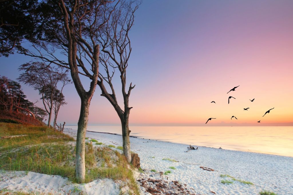 Darss Strand, lizensiert bei Adobe Stock