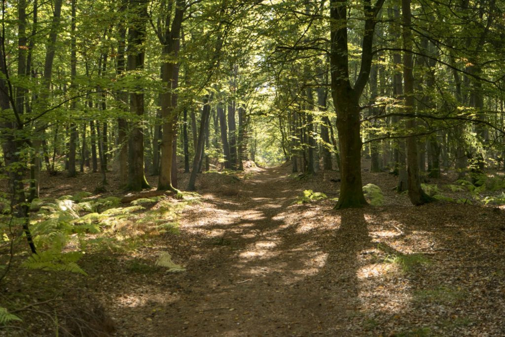 Darsswald, lizensiert bei Adobe Stock
