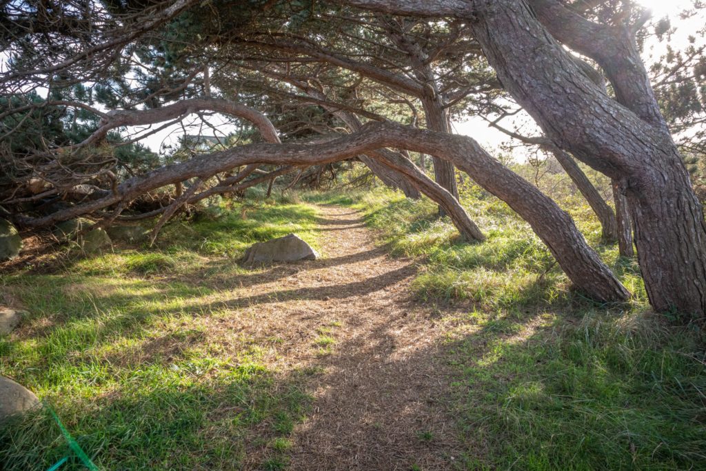 Hiddensee, lizensiert bei Adobe Stock