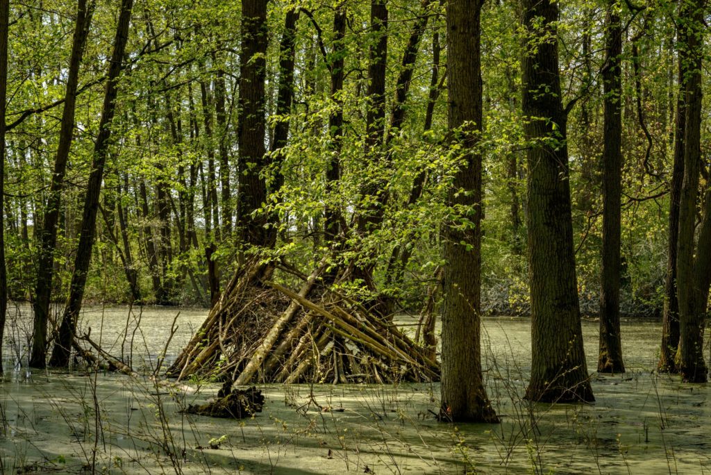 Biberburg, lizensiert bei Adobe Stock
