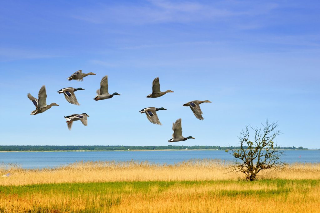 Enten and der Küste, lizensiert bei Adobe Stock