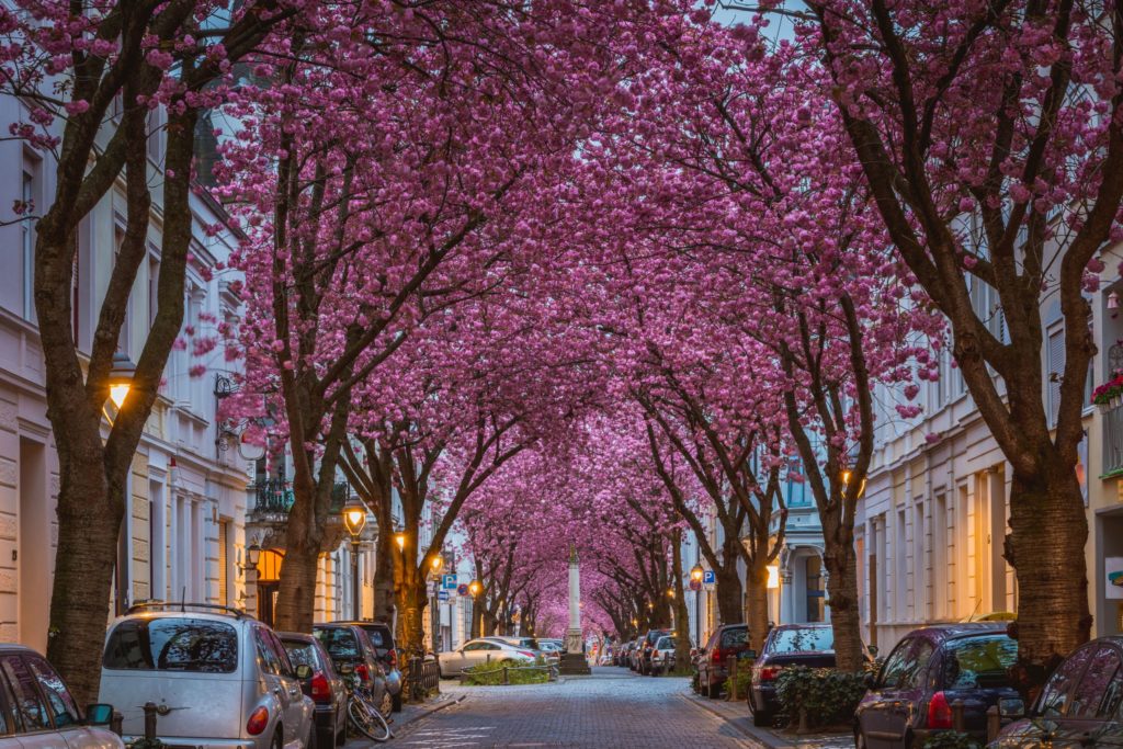 Kirschblüte Bonn, lizensiert bei Adobe Stock