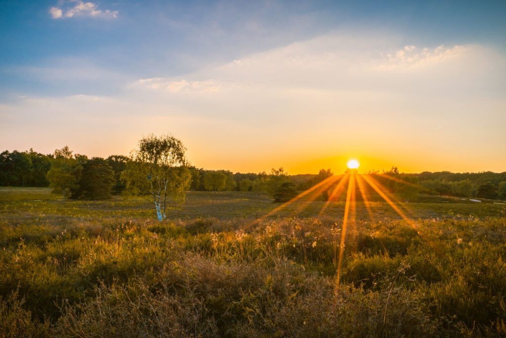 Westrup Heide, lizensiert bei Adobe Stock