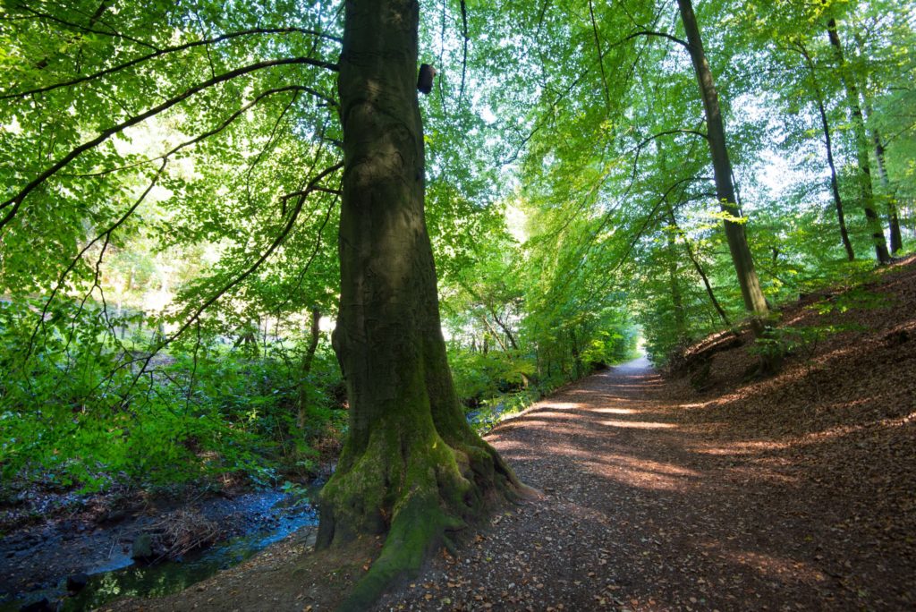 Teutoburger Wald, lizensiert bei Adobe Stock