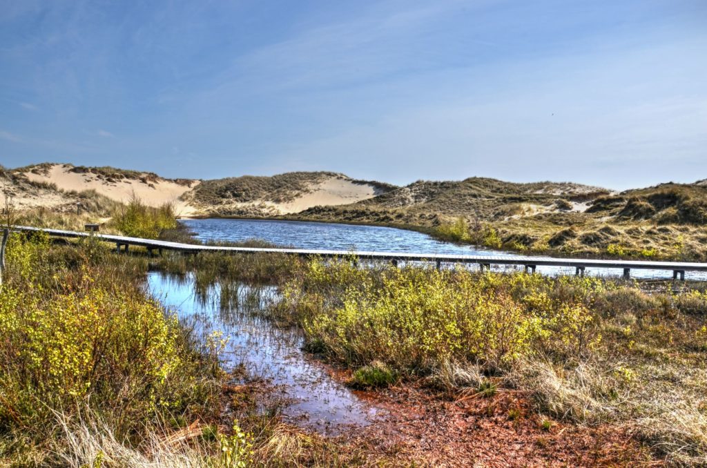 Amrum, lizensiert bei Adobe Stock