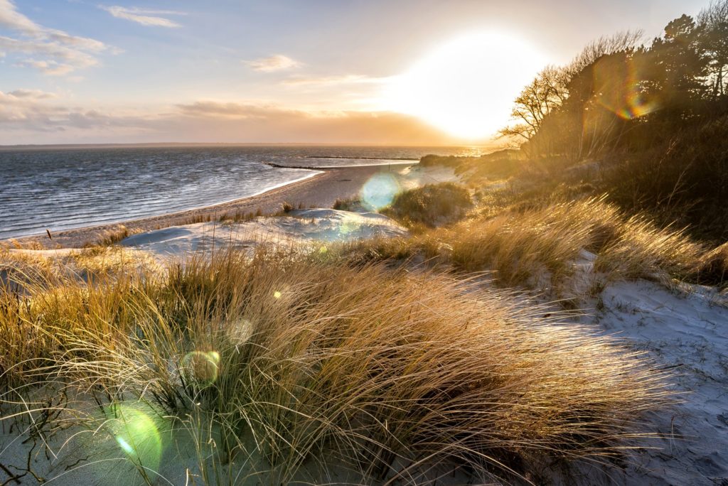 Dünengräser, lizensiert bei Adobe Stock
