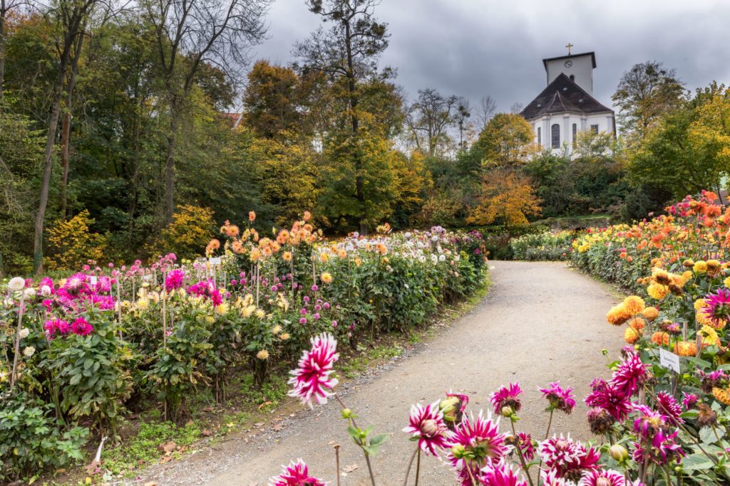 Bad Köstritz Dahliengarten, lizensiert bei Adobe Stock